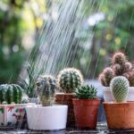 Cuidados esenciales para regar tus cactus correctamente