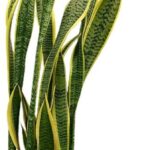 Cuidados esenciales para Sansevieria laurentii en casa