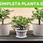 Cuidados esenciales para tu planta de jade