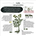 Cuidados esenciales para tu planta de ruda