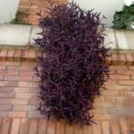 Cuidados y consejos para Tradescantia pallida o purpurina