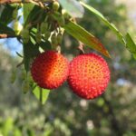Cuidados y poda del madroño para un crecimiento saludable