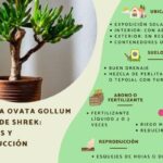 Cuidados y reproducción de Crassula ovata Gollum u Oreja de Shrek