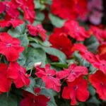 Cuidados y reproducción de Impatiens walleriana en el hogar