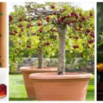 Cultiva árboles frutales en maceta con estos consejos prácticos