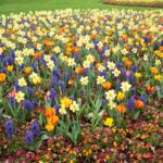 Cultiva bulbos de verano para un jardín vibrante