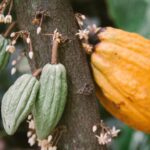 Cultiva cacao y elabora chocolate desde tu hogar