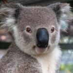 ¿Son los koalas realmente agresivos?