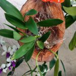 Cultivo de orquídeas en simbiosis con los árboles
