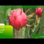 Cultivo de Pitaya: Una guía completa para su éxito