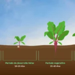 Cultivo de remolacha: guías para el proceso adecuado
