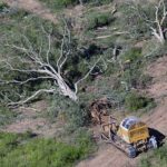 Deforestación en Argentina: orígenes y efectos en el entorno