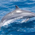 Delfines y sus sorprendentes comportamientos con sustancias naturales