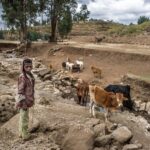 Desertificación: causas efectos y su impacto ambiental