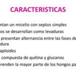 Deuteromicetos: características esenciales y ejemplos relevantes