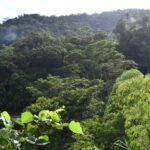 Día Internacional de los Bosques: significados y fecha clave