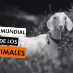 Día Mundial de la Nutria: significado y formas de celebrarlo