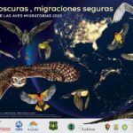 Día Mundial de las Aves Migratorias: historia y actividades destacadas