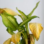 Dieffenbachia con hojas amarillas: causas y soluciones efectivas