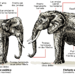 Diferencias clave entre elefantes africanos y asiáticos