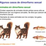 Dimorfismo sexual: definición y casos destacados