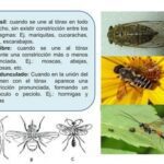 Dípteros: definiciones características y clasificación detallada