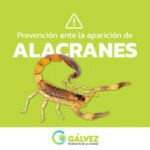 Distinciones clave entre alacranes y escorpiones