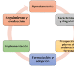 Distinciones Clave entre Bosques y Selvas