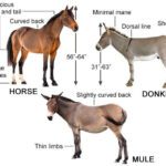 Distinciones entre burros asnos y mulas