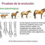 Distinguiendo entre camellos y dromedarios: características clave