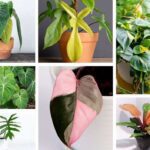 Diverse Varieties of Philodendron: Guía Completa