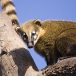 Diversidad de animales nativos en Uruguay