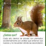 Diversidad de ardillas: características y hábitats