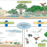 Diversidad de ecosistemas: definición y casos ilustrativos