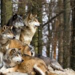 Diversidad de lobos: características y hábitats