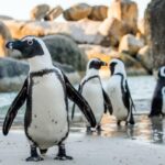 Diversidad y características de los pingüinos