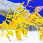 Dragón de mar: definición y características esenciales