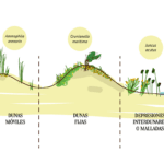 Dunas: formación tipos e importancia en el paisaje natural