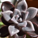 Echeveria lilacina: guía de cuidados y reproducción