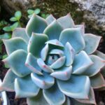 Echeveria pulvinata: guía de cuidados variedades y reproducción