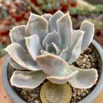 Echeveria runyonii: guía de cuidados y reproducción esenciales