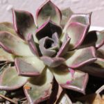 Echeveria secunda: Guía de cuidados y reproducción