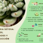 Echeveria setosa: guía de cuidados variedades y reproducción