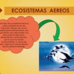 Ecosistema aéreo: definiciones características y variedades clave