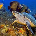 Ecosistemas marinos: riqueza y diversidad en aguas saladas