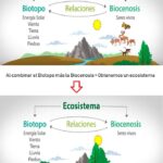 Ecosistemas naturales: definición características y ejemplos clave
