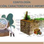 Edafología: definición características y su relevancia en el entorno