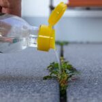 Efectivas recetas de herbicida casero a base de vinagre