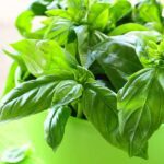Efectivos antivirales naturales para fortalecer tu salud