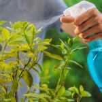 Efectivos fungicidas caseros para cuidar tus plantas
